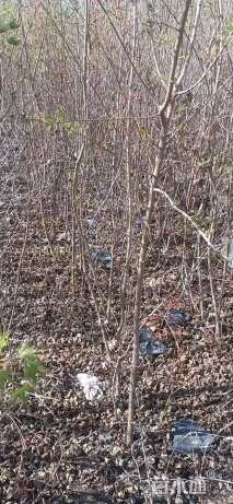 高度120厘米元宝枫小苗