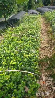 高度30厘米茶花