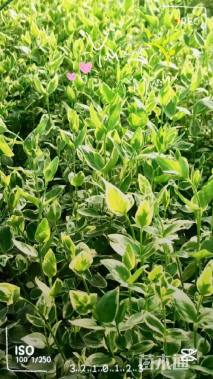 高度30厘米花叶蔓长春