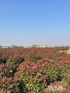 冠幅100厘米红叶石楠球