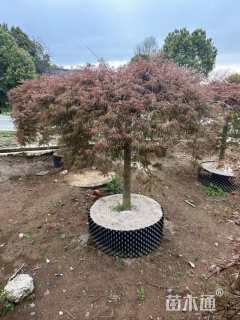 高度2厘米羽毛枫