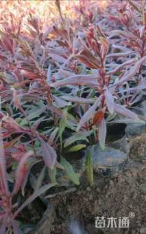 高度30厘米山桃草