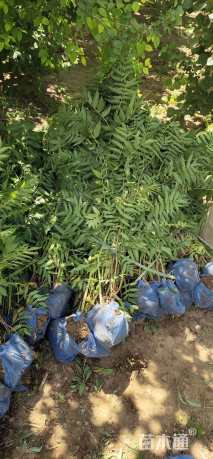 高度80厘米珍珠梅