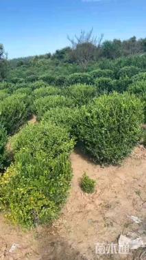 冠幅70厘米瓜子黄杨球