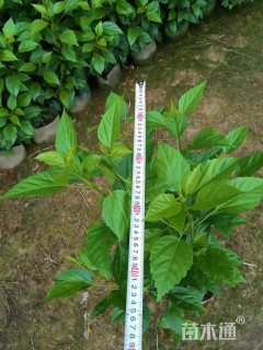 高度60厘米大红花