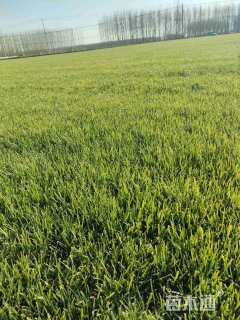 高度2厘米北海道黄杨