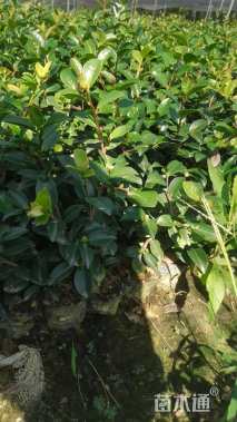 高度30厘米茶梅