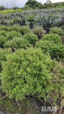 高度40厘米冰生溲疏