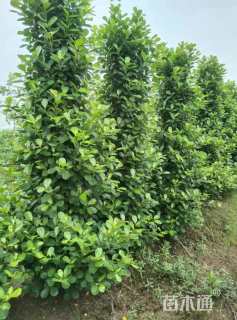 高度200厘米火山榕