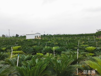 苏铁