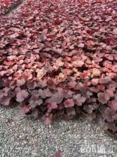 高度35厘米矾根