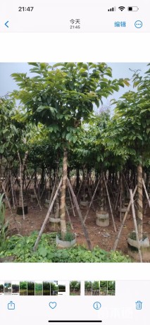 10公分大叶紫薇