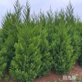 高度220厘米蜀桧