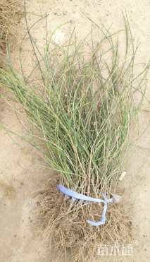 高度35厘米迎春花