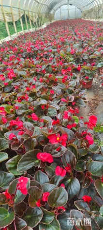 高度35厘米四季海棠