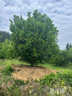 高度450厘米丛生胡柚