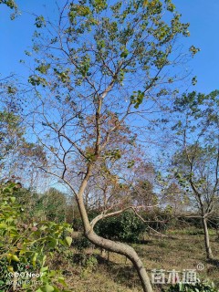 20公分造型乌桕