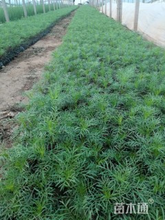 波斯菊