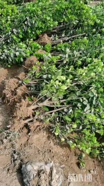 高度150厘米北海道黄杨