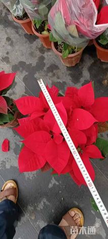 高度30厘米大叶栀子小苗