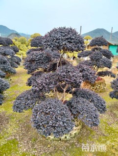 35公分造型红花继木桩