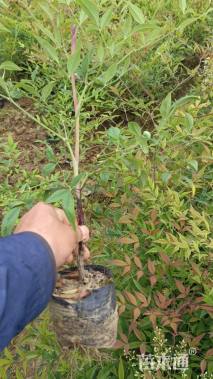 高度35厘米南天竹