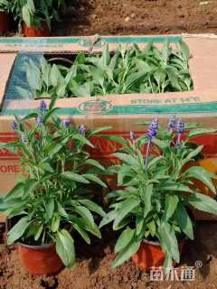 高度25厘米兰花鼠尾草