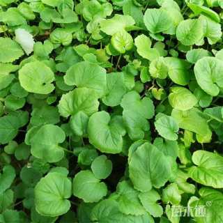 高度18厘米二月兰