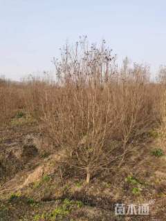 高度250厘米天鹅绒紫薇