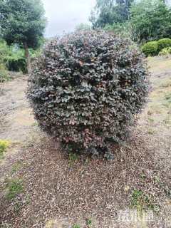 高度38厘米红花继木