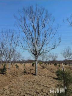 18公分黄山栾树