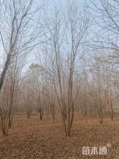 高度800厘米(4杆)丛生白蜡