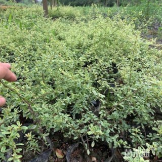 高度30厘米小丑火棘