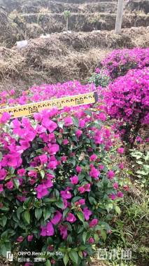 高度100厘米紫花三角梅