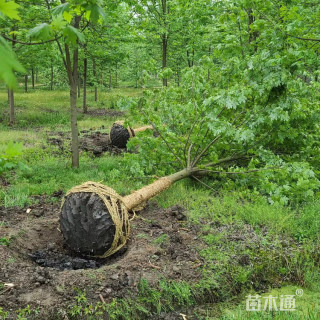 16公分美国红枫