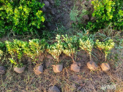 高度30厘米夏鹃