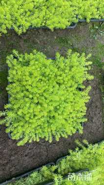 高度10厘米佛甲草