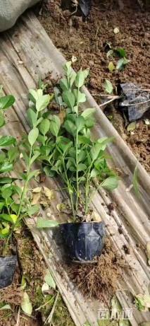 40厘米小叶扶芳藤
