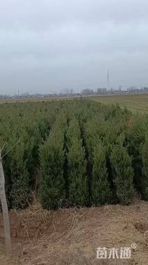 高度150厘米蜀桧