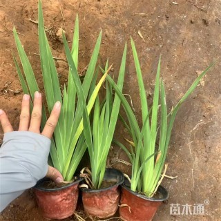 高度25厘米德国鸢尾