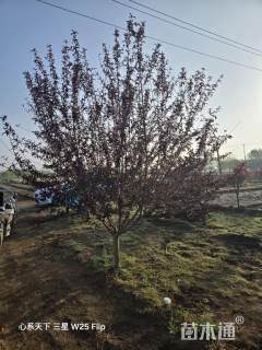 9公分红花山碧桃