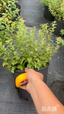 高度30厘米金山绣线菊