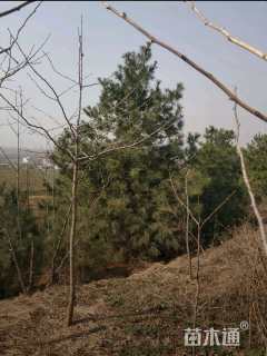 高度500厘米华山松