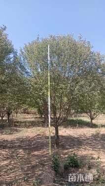 18公分绚丽海棠