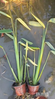 高度40厘米再力花