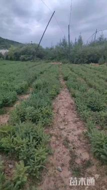 高度35厘米云杉