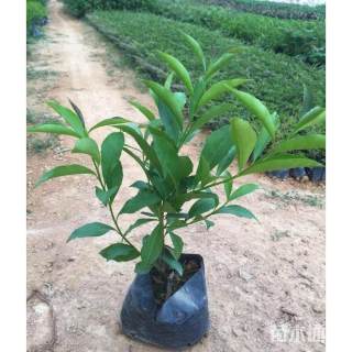 高度20厘米鸳鸯茉莉