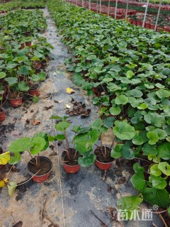 高度20厘米大吴风草