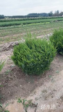 冠幅60厘米龙柏球