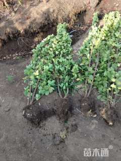 高度100厘米北海道黄杨